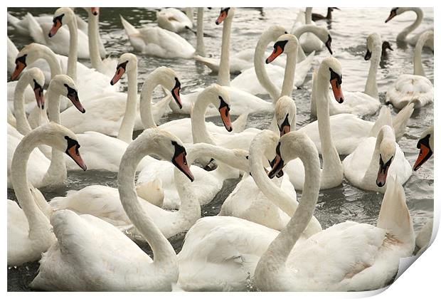 swans Print by david harding