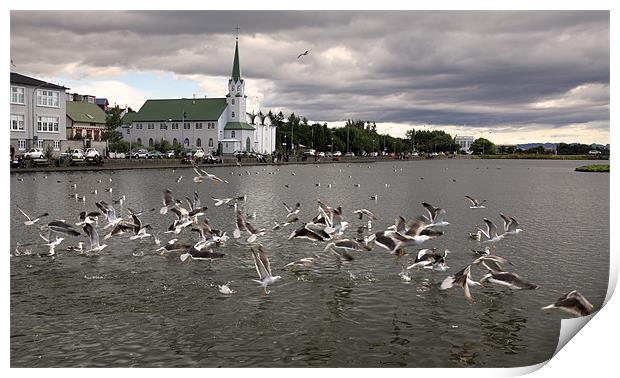 Reykjavik lake with gulls Print by david harding