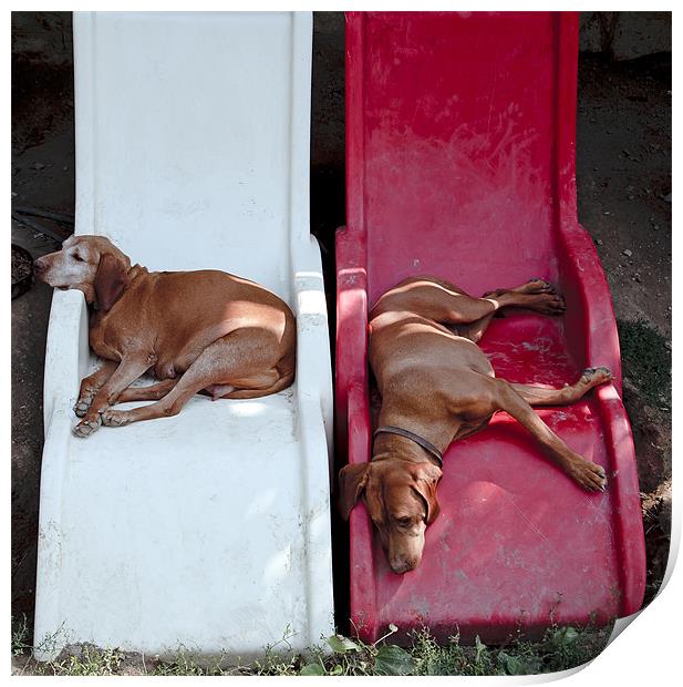 dogs on loungers Print by david harding
