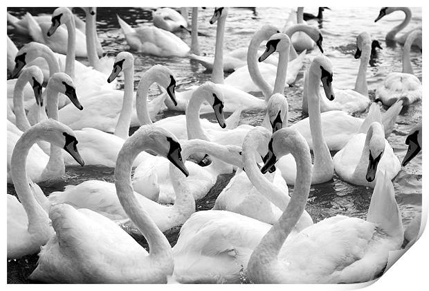 swans Print by david harding