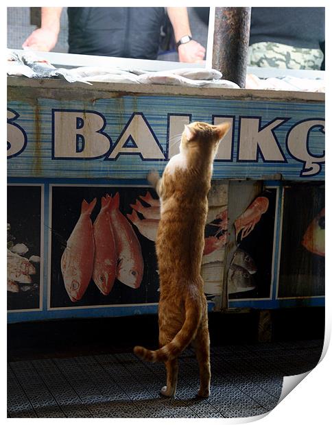 Cat at Fish Market Print by david harding