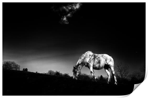 Horse  Print by david harding