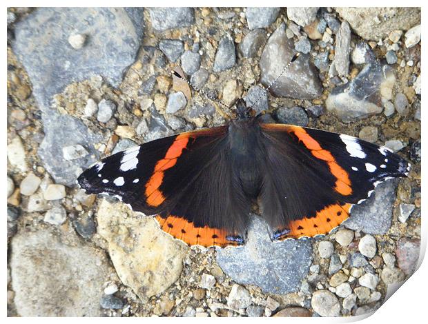 Red Admiral Print by Dane Lenander