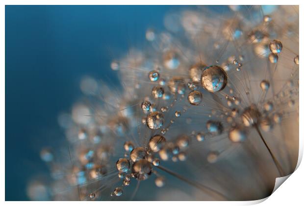 Soft Dandy Drops Print by Sharon Johnstone