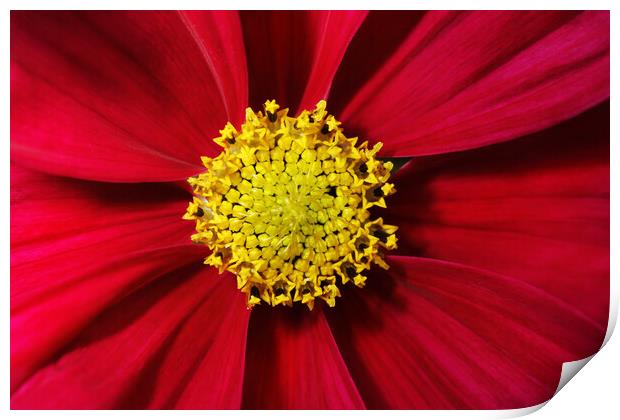 Cosmos in Red Print by Sharon Johnstone
