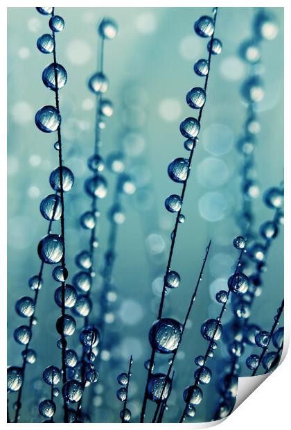 Grass Seed Drops in Blue Print by Sharon Johnstone