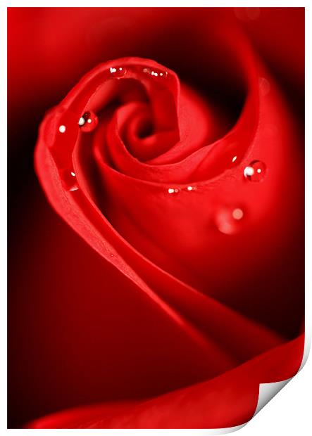 Red Swirl Print by Sharon Johnstone