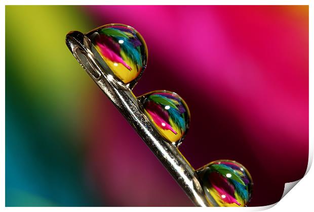 Tropical Droplets Print by Sharon Johnstone