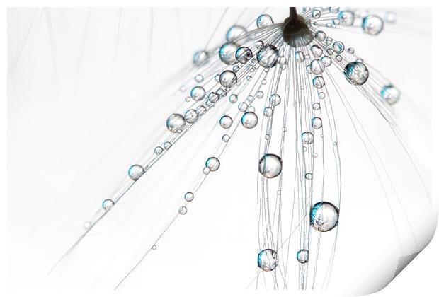 Ice White Drops Print by Sharon Johnstone