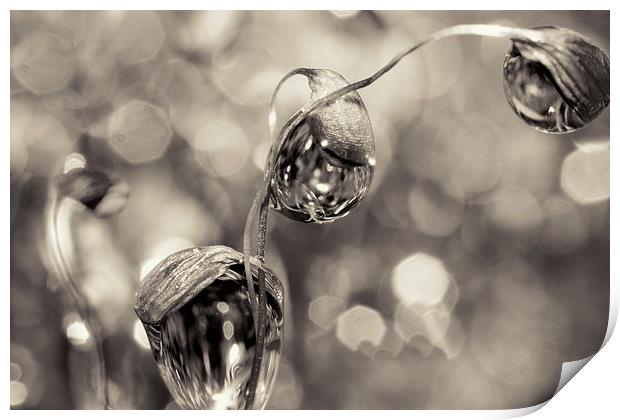 Moss Drops in B&W Print by Sharon Johnstone