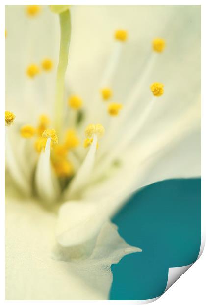 Blossom White Against Blue Print by Sharon Johnstone