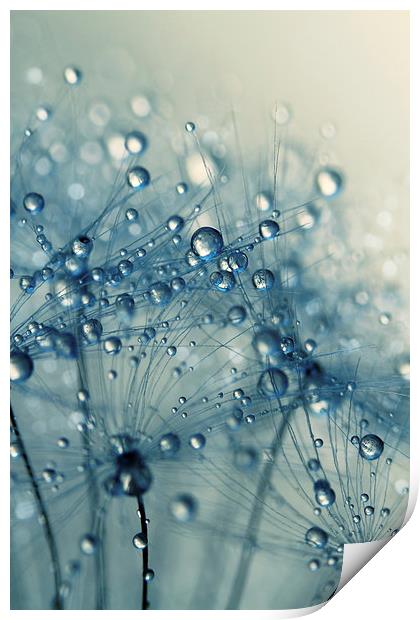  Dandy Blue Shower Print by Sharon Johnstone