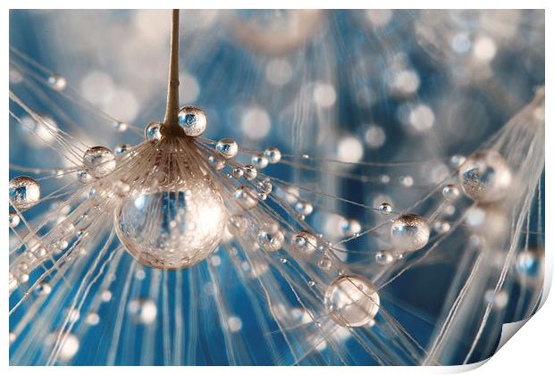  Dandelion Blue Sparkling Drops Print by Sharon Johnstone
