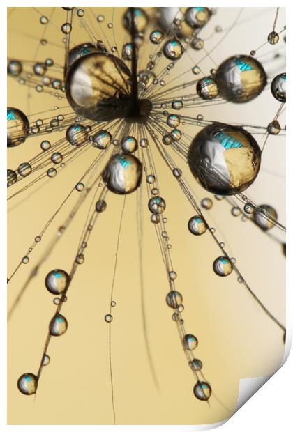 Single Dandy Seed Web Drops Print by Sharon Johnstone
