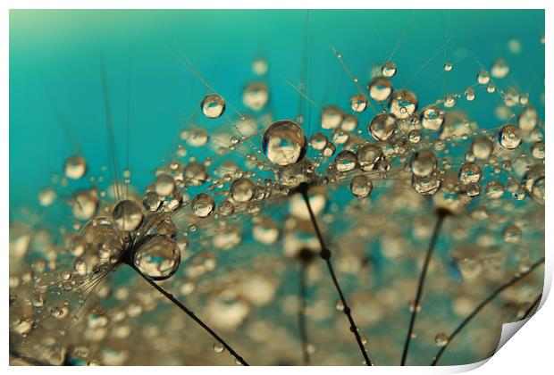 Turquoise Dandelion Drops Print by Sharon Johnstone