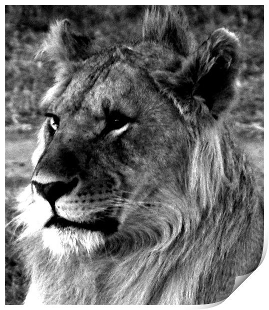 Lion in the Masai Mara Kenya Print by grant norton