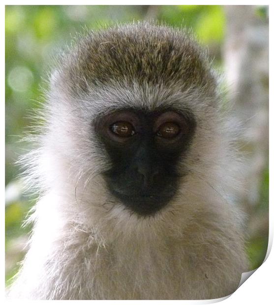 Monkey in the Masai Mara Kenya Print by grant norton