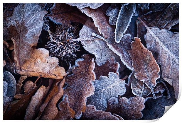 Frosted Autumn Leaves Print by Robert Coffey