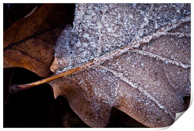 Frosted Oak Leaf Print by Robert Coffey