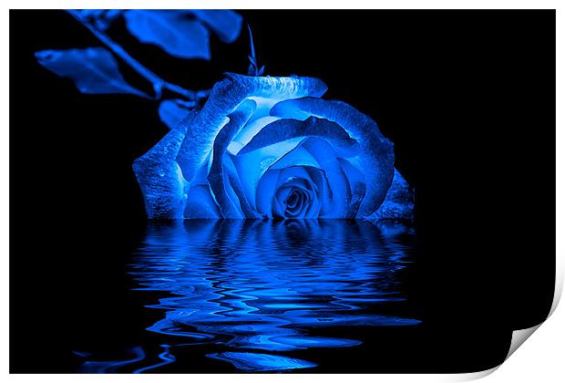 Blue Rose Print by Doug Long
