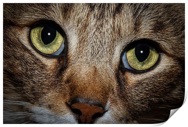 In a Cats Eye Print by Doug Long