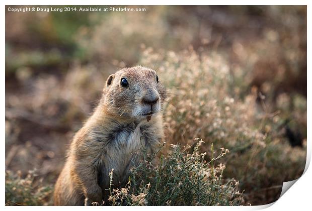  Prairie Dog 8 Print by Doug Long