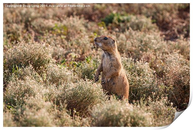 Prairie Dog 5 Print by Doug Long