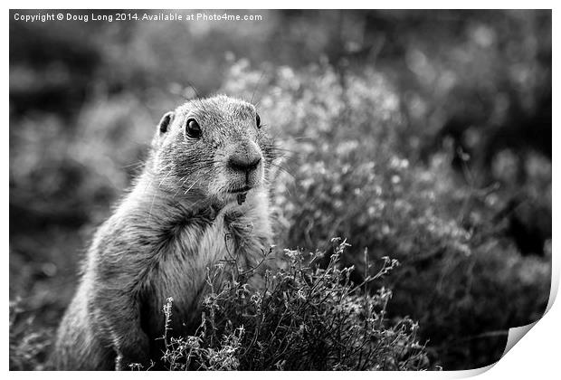  Prairie Dog 8 Print by Doug Long