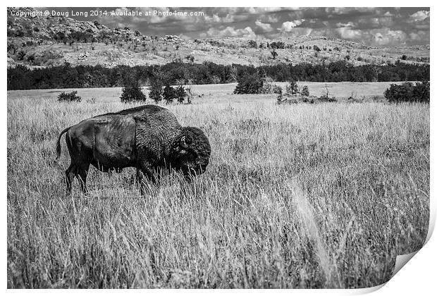 American Bison Print by Doug Long