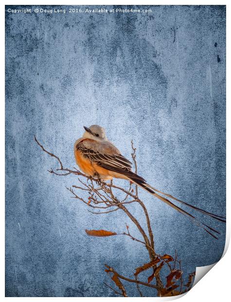Scissor-Tailed Flycatcher Print by Doug Long
