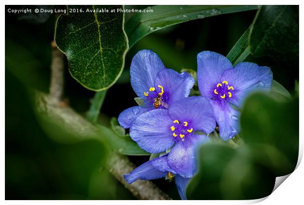 Spiderwort with Bee Print by Doug Long