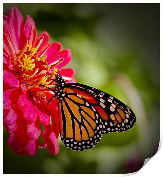 Monarch Butterfly Print by Dennis Hirning