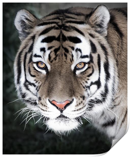 The Eyes Of The Tiger Print by Dennis Hirning