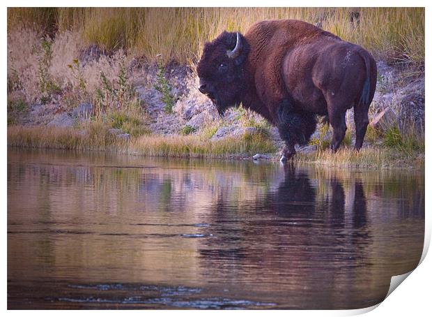 Bison Reflection Print by Dennis Hirning