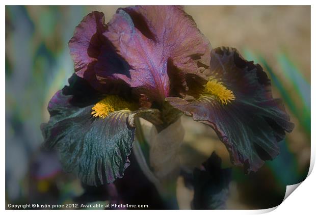 velvet iris Print by kirstin price