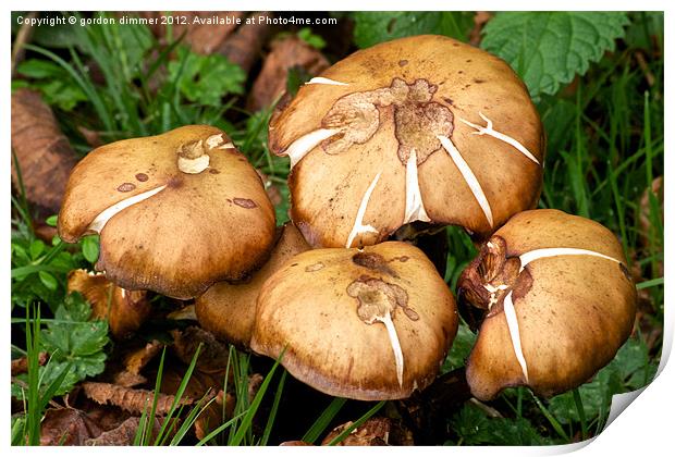 fungi growing near river stour Print by Gordon Dimmer