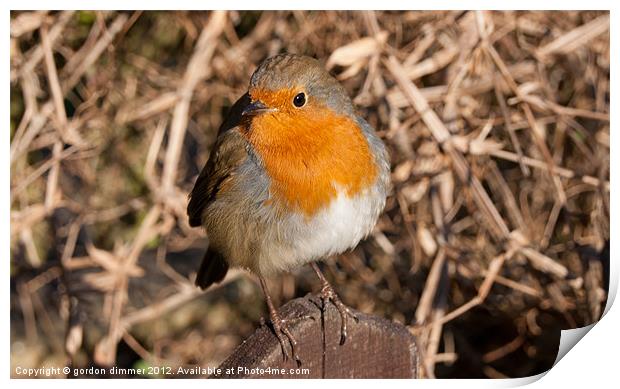 An inquisitive robin Print by Gordon Dimmer