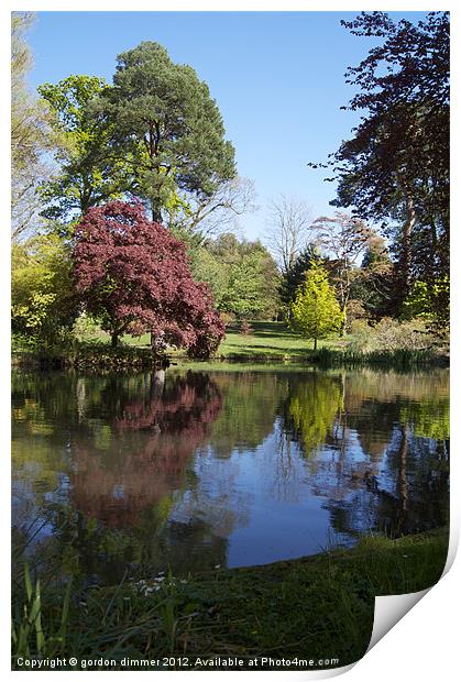 Reflections in Exbury garden pond Print by Gordon Dimmer