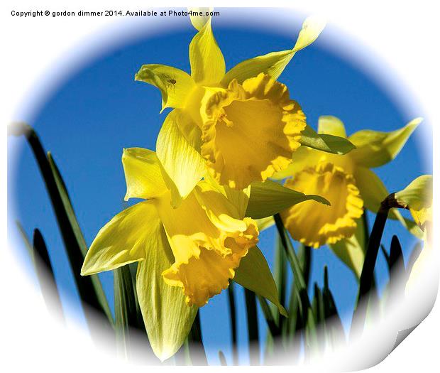 Daffodils in the Hampshire Spring Print by Gordon Dimmer