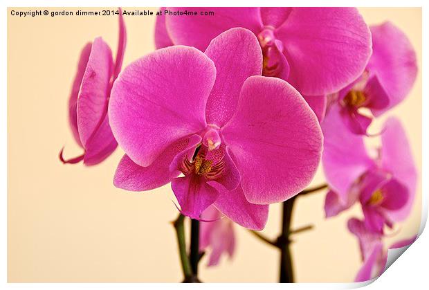 Beautiful Pink Orchid Print by Gordon Dimmer