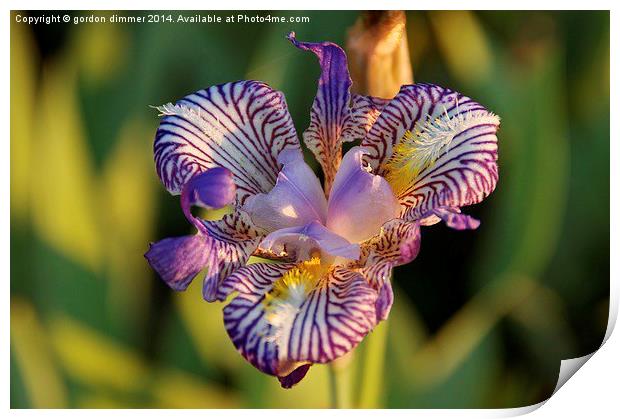  A Colourful Iris in a French Garden Print by Gordon Dimmer