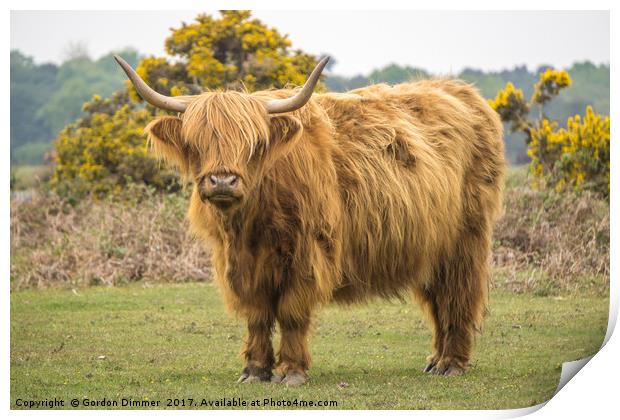 A Highland Cow in the New Forest Print by Gordon Dimmer