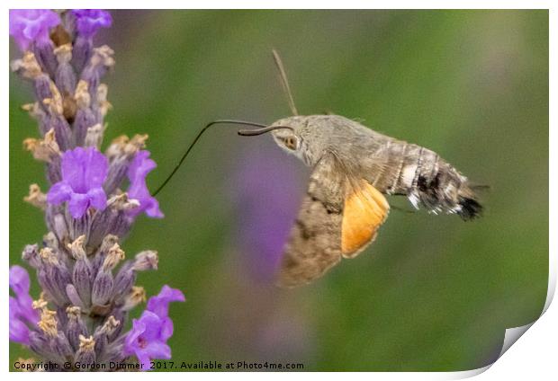 A Hummingbird Moth Feeding from a Flower Print by Gordon Dimmer