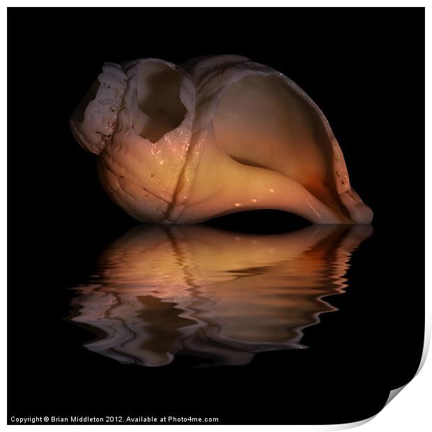 Shell Study Reflection Print by Brian Middleton