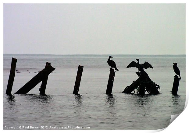 Cormorants taking a break Print by Paul Brewer