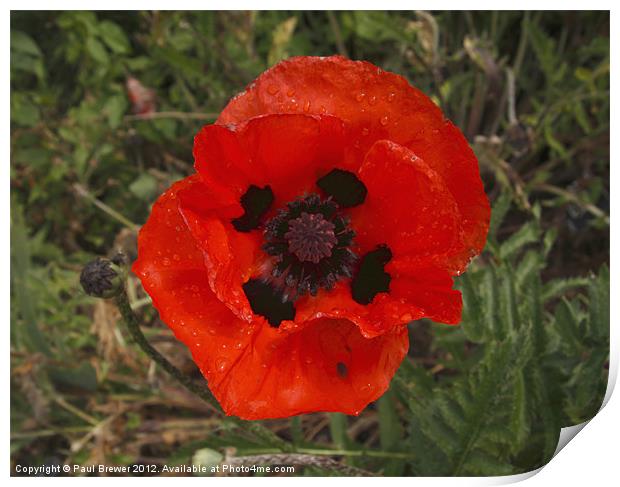 Large Red African Poppy Print by Paul Brewer