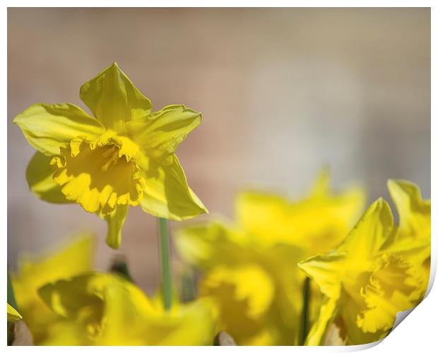 Daffodils Print by Paul Brewer