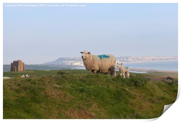 Sheep above St Catherines Chapel  Print by Paul Brewer