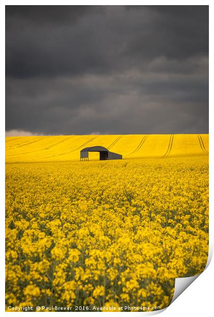 Oil Seed Rape Print by Paul Brewer