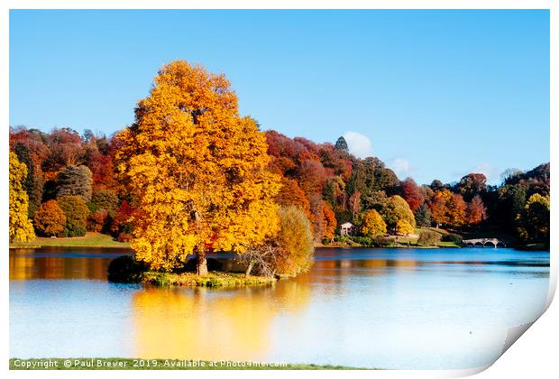 Stourhead Trees in Wiltshire Print by Paul Brewer